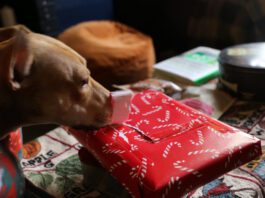 A dog sniffs a package that is wrapped in holiday-themed paper; the package is shaped like a box of chocolates