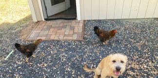 dog and chickens