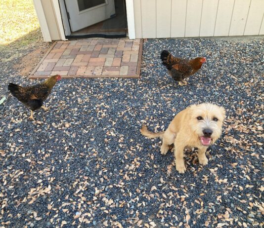 dog and chickens