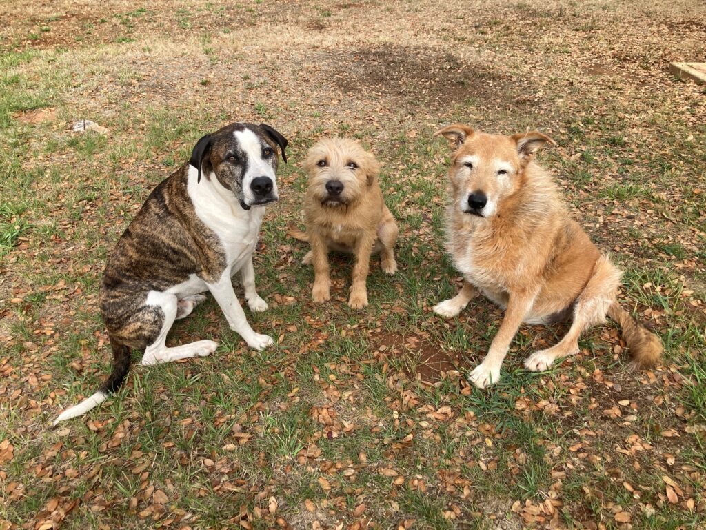 puppy and senior dogs