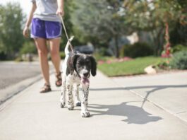 puppy on leash walking on sidewalk