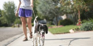 puppy on leash walking on sidewalk