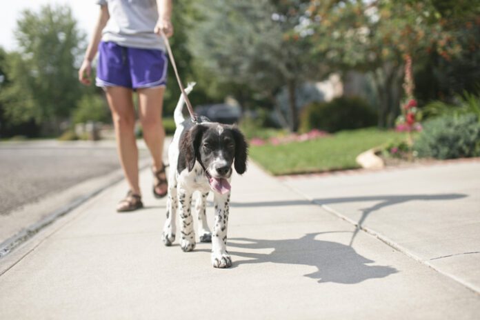 puppy on leash walking on sidewalk