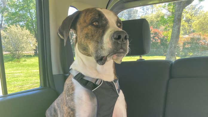 ruffwear_openerIMG_7852