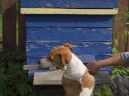 Benadryl for Dogs Dog near a beehive