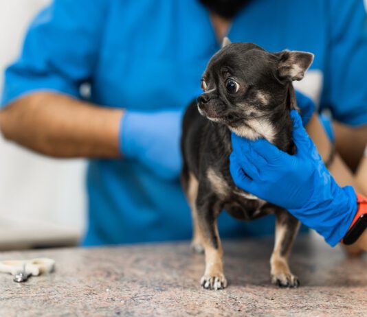 Veterinarians clean the paraanal glands of a dog in a veterinary clinic. A necessary procedure for the health of dogs. Pet care