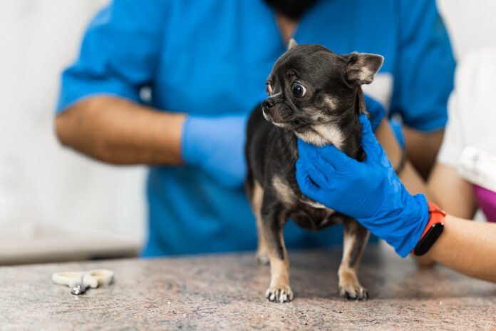 Veterinarians clean the paraanal glands of a dog in a veterinary clinic. A necessary procedure for the health of dogs. Pet care