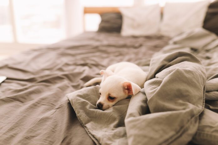 A Small Lonely Sad Dog Puppy Is Resting Sleeping On The Bed In The Bedroom Waiting For The Owner