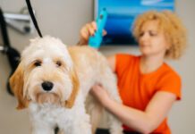 Close-up face of adorable curly Labradoodle dog, female groomer cutting pet by haircut machine for animals at table in grooming salon.