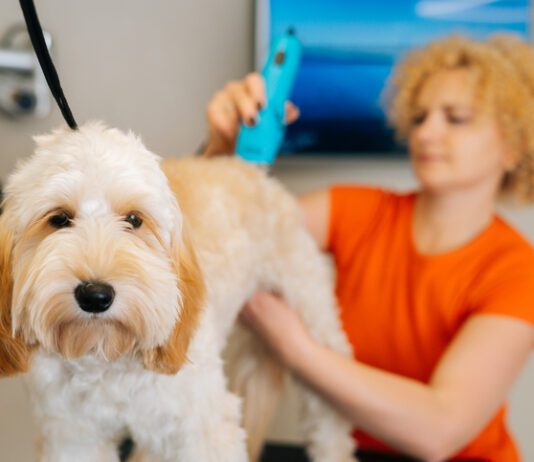 Should You Shave a Dog? Should you shave a dog? Depends on the dog.