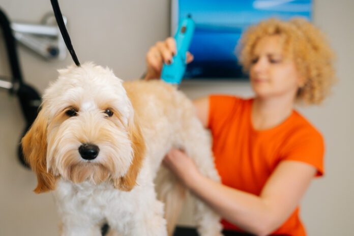 Should you shave a dog? Depends on the dog.