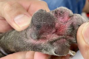 Canine atopic dermatitis can lead to pododermatitis in dogs .