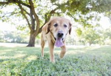 Happy dog runs in the park