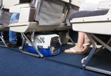 Traveling With Pet On Airplane