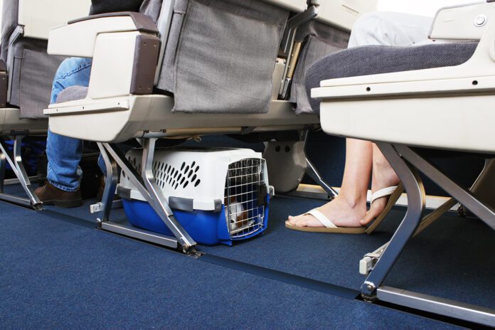 Traveling With Pet On Airplane