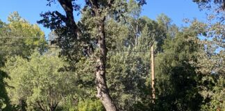 dog jumping at tree