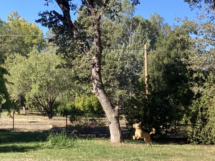 dog jumping at tree