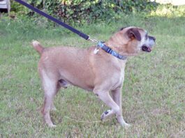 Many boxers sport docked tails.