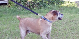 Many boxers sport docked tails.