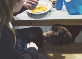 Dog watching girl eating