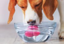 Beagle dog drinking