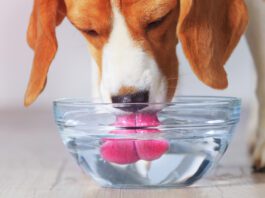 Beagle dog drinking