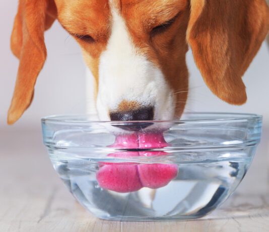 Beagle dog drinking