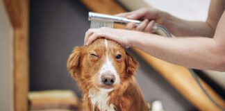 Dog Taking Bath At Domestic Bathroom. Showering Of Nova Scotia Duck Tolling Retriever At Home