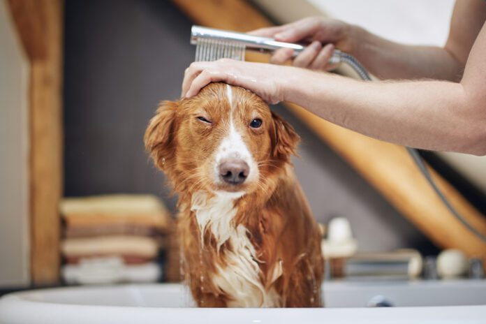 Dog Taking Bath At Domestic Bathroom. Showering Of Nova Scotia Duck Tolling Retriever At Home