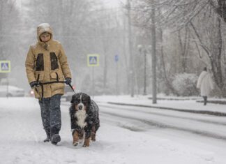 Dog walking in the snowy weather. A middle-aged woman wearing a yellow winter jacket is walking with a Bernese mountain dog along a snowy street.