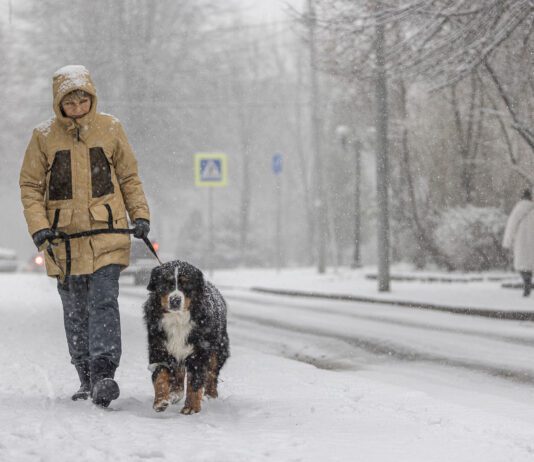 Dog walking in the snowy weather. A middle-aged woman wearing a yellow winter jacket is walking with a Bernese mountain dog along a snowy street.