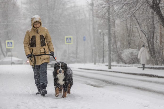 Dog walking in the snowy weather. A middle-aged woman wearing a yellow winter jacket is walking with a Bernese mountain dog along a snowy street.