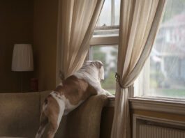 Dog Training for Beginners