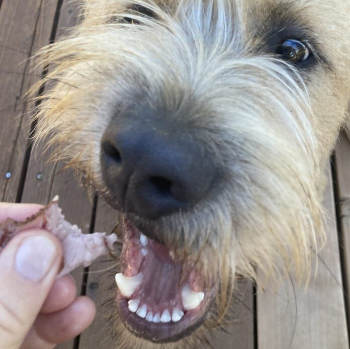 dog grabbing treat