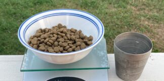 measuring dog food with scale