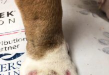 Dog with pododermatitis