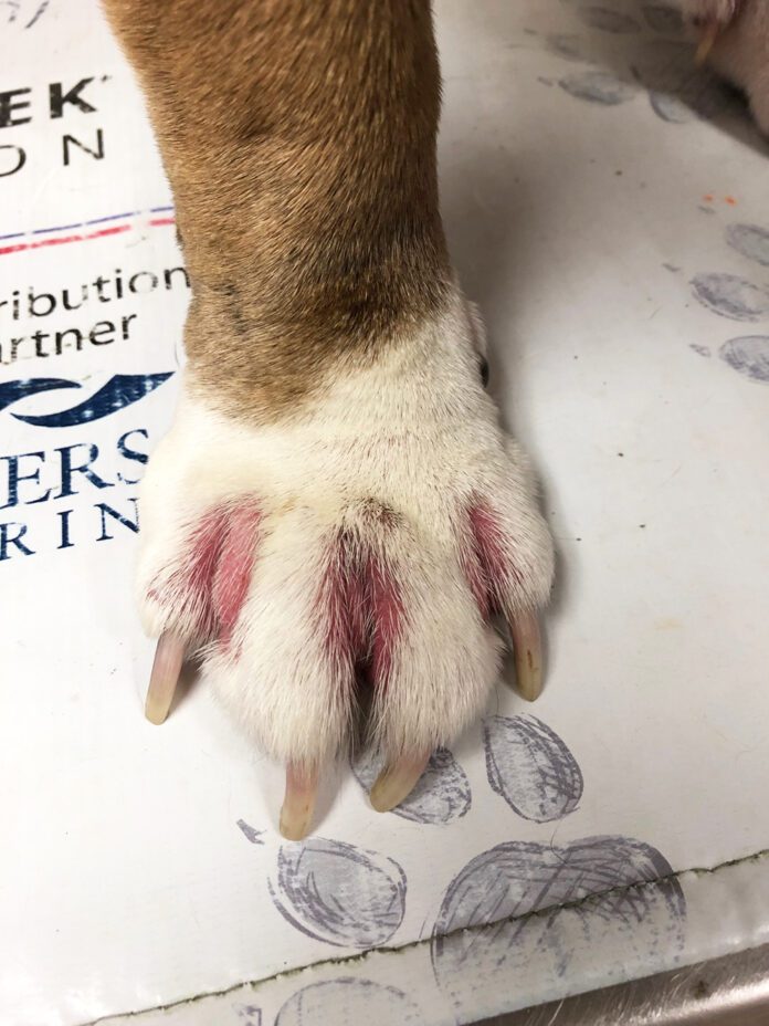 Dog with pododermatitis