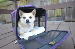 Small dog in carrier
