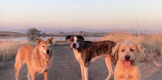 three mutt dogs