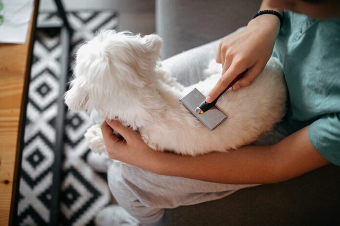 dog being brushed