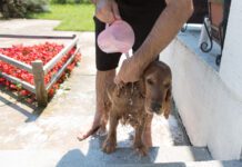 cocker spaniel summer outdoor bath