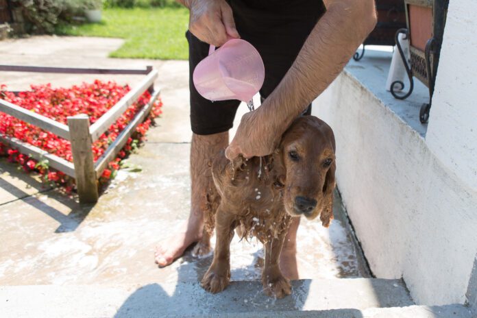 cocker spaniel summer outdoor bath