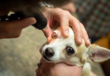 Dog getting an eye exam