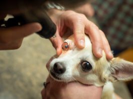 Dog getting an eye exam