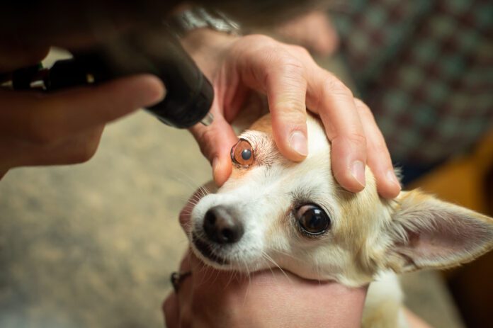 Dog getting an eye exam