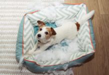 dog mischief disobey concept. jack russell terrier destroyed a fluffy pet bed.