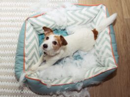 dog mischief disobey concept. jack russell terrier destroyed a fluffy pet bed.