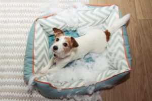 dog mischief disobey concept. jack russell terrier destroyed a fluffy pet bed.
