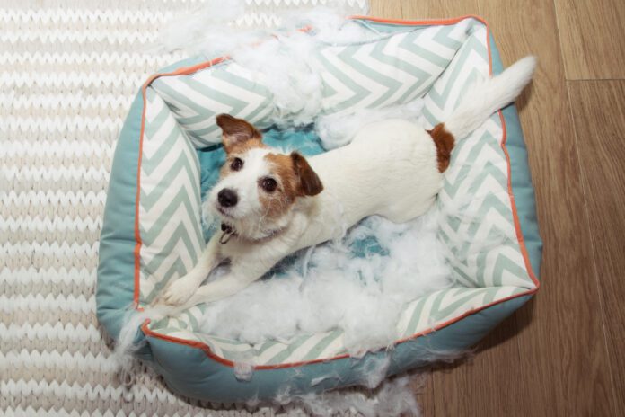 dog mischief disobey concept. jack russell terrier destroyed a fluffy pet bed.