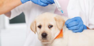 Cute labrador puppy dog getting a vaccine at the veterinary doctor